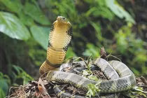 Tới nơi mà các loài rắn đi lại hàng đàn tại Việt Nam