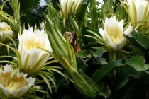 Điểm mặt những loài cây cả "thế kỷ" mới ra hoa