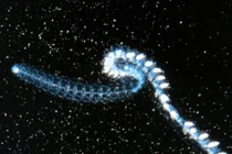 Những động vật sở hữu khả năng của “người ngoài hành tinh”