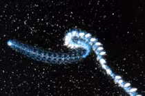 Những động vật sở hữu khả năng của “người ngoài hành tinh”