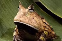 Tận mục loài ếch hình vuông, ăn thịt đồng loại