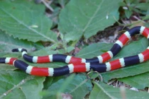 Những động vật nhỏ bé giết người trong chớp mắt