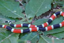 Những động vật nhỏ bé giết người trong chớp mắt