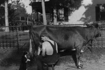 Cận cảnh mèo “bú” sữa bò quái đản chưa từng thấy