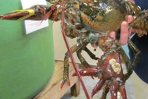 Kỳ lạ tôm... 6 càng độc nhất vô nhị