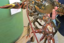 Kỳ lạ tôm... 6 càng độc nhất vô nhị