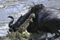 Cận cảnh cú đớp chết chóc của cá sấu khủng