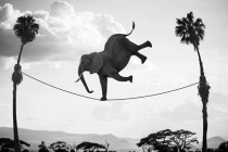 Những bức ảnh siêu tưởng cực độc về động vật