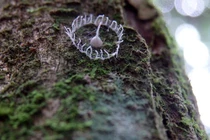 Bí ẩn rừng Amazon khiến các nhà khoa học bó tay