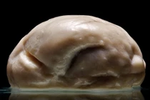  Kinh ngạc với não người phẳng chưa từng thấy