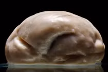  Kinh ngạc với não người phẳng chưa từng thấy