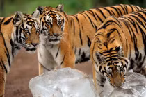 Hổ “khôn lỏi” dùng đá chống “hỏa thiêu“