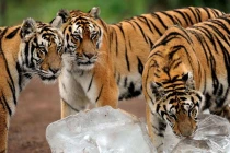 Hổ “khôn lỏi” dùng đá chống “hỏa thiêu“