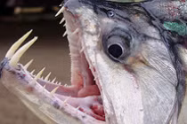 Rợn người những quái vật của vùng Amazon