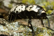 Những quái vật mới sinh đã... "võ nghệ đầy mình"