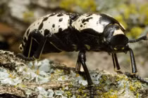 Những quái vật mới sinh đã... "võ nghệ đầy mình"