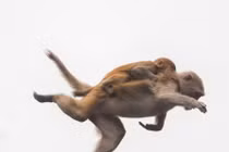 Xem hậu duệ Tôn Ngộ Không trổ tài khinh công