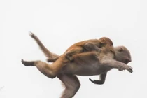 Xem hậu duệ Tôn Ngộ Không trổ tài khinh công