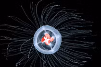 Con người và khả năng tái sinh kỳ diệu