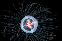 Con người và khả năng tái sinh kỳ diệu