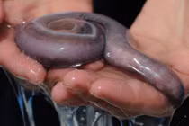 Những tuyệt chiêu phòng thân siêu dị của động vật