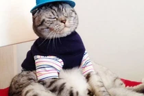 Kỳ lạ mèo có dáng ngồi giống... VIP