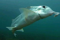 “Voi biển” quái dị nhìn thấy màu sắc như mắt người