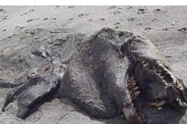 Điểm mặt các “quái vật” từng trôi dạt vào bờ