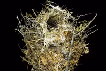 Những loại tổ chim kỳ lạ thọ hơn... 100 năm