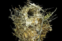 Những loại tổ chim kỳ lạ thọ hơn... 100 năm