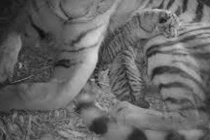 Cận cảnh cặp chú hổ trắng mới sinh cực hiếm