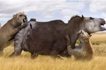 Rợn người xem quái thú răng kiếm “thịt” mồi