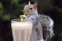 Xem động vật “sành điệu” với ống hút