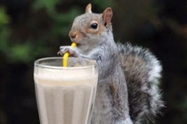 Xem động vật “sành điệu” với ống hút