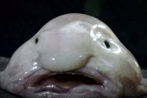 Những động vật xấu nhất thế giới vừa được “kết nạp“