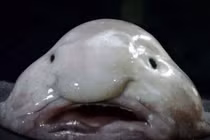 Những động vật xấu nhất thế giới vừa được “kết nạp“