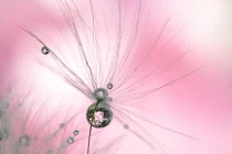 Cận cảnh "hoa lạ" đẹp kỳ ảo, khó tin