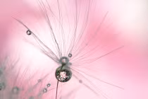 Cận cảnh "hoa lạ" đẹp kỳ ảo, khó tin