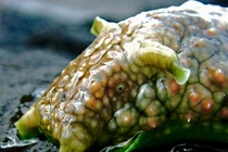 Điểm mặt những quái vật khiến kẻ thù phải... “bịt mũi”