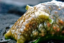 Điểm mặt những quái vật khiến kẻ thù phải... “bịt mũi”