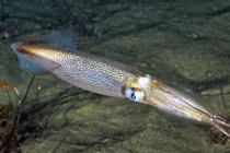 Kỳ dị: Tạo tinh hoàn giả để... tránh bị “sàm sỡ”