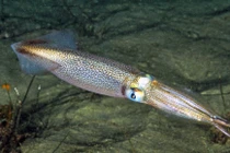 Kỳ dị: Tạo tinh hoàn giả để... tránh bị “sàm sỡ”