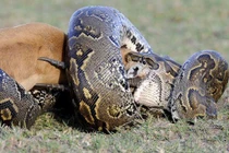 Kinh hoàng trăn “quái vật” nuốt chửng con mồi khủng (10)