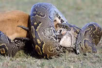 Kinh hoàng trăn “quái vật” nuốt chửng con mồi khủng (10)