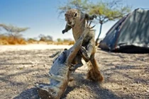 Những động vật hiền lành bỗng chốc thành... sát thủ