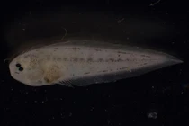 Chết cười với loài cá "không đuôi", mặt vẹo