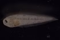 Chết cười với loài cá "không đuôi", mặt vẹo