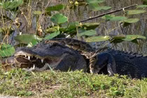 Quái vật nào thắng trong cuộc chiến cá sấu và trăn?