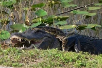 Quái vật nào thắng trong cuộc chiến cá sấu và trăn?