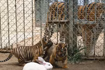 Lạ lùng con thỏ thu phục được cả hổ, báo